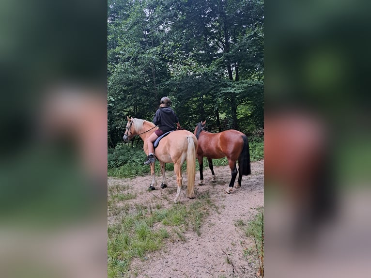 Otras razas Mestizo Yegua 3 años 140 cm Castaño in Rimbach