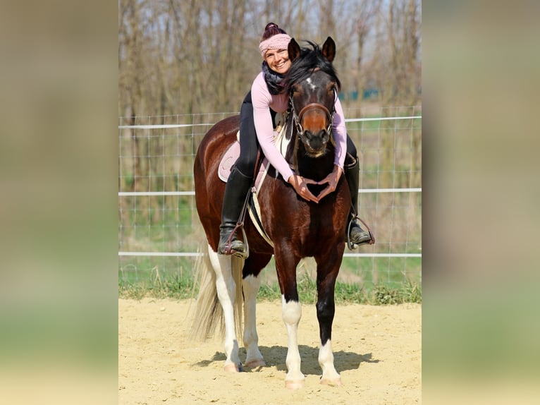 Otras razas Mestizo Yegua 3 años 150 cm Pío in Pér