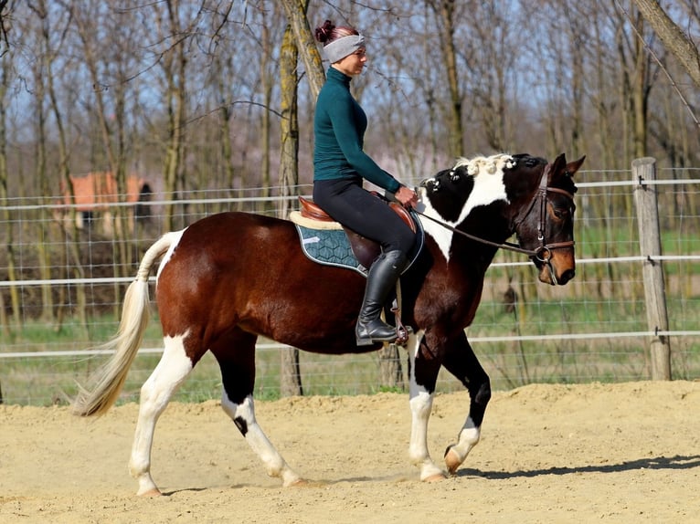 Otras razas Mestizo Yegua 3 años 150 cm Pío in Pér