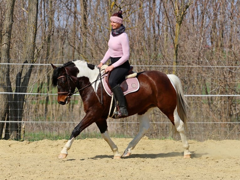 Otras razas Mestizo Yegua 3 años 150 cm Pío in Pér