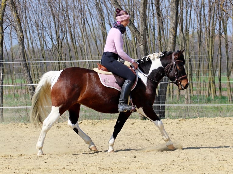 Otras razas Mestizo Yegua 3 años 150 cm Pío in Pér