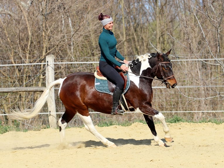 Otras razas Yegua 3 años 150 cm Pío in Pér