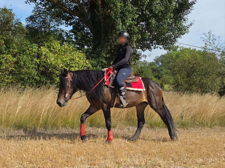 Otras razas Yegua 3 años 152 cm Castaño in Linkenbach
