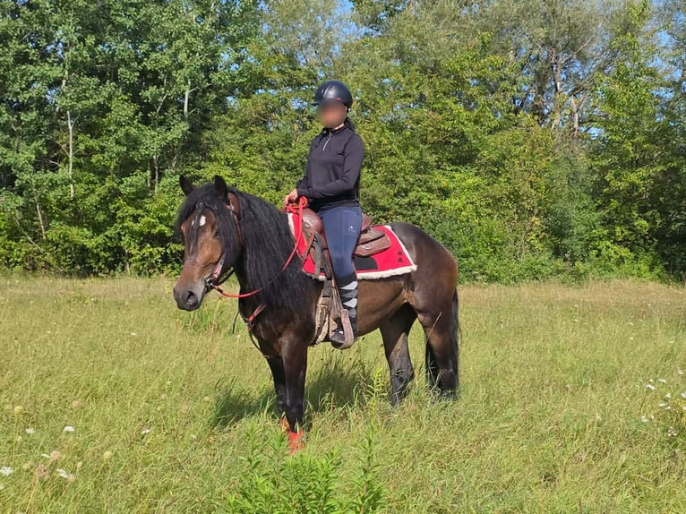 Otras razas Yegua 3 años 152 cm Castaño in Linkenbach