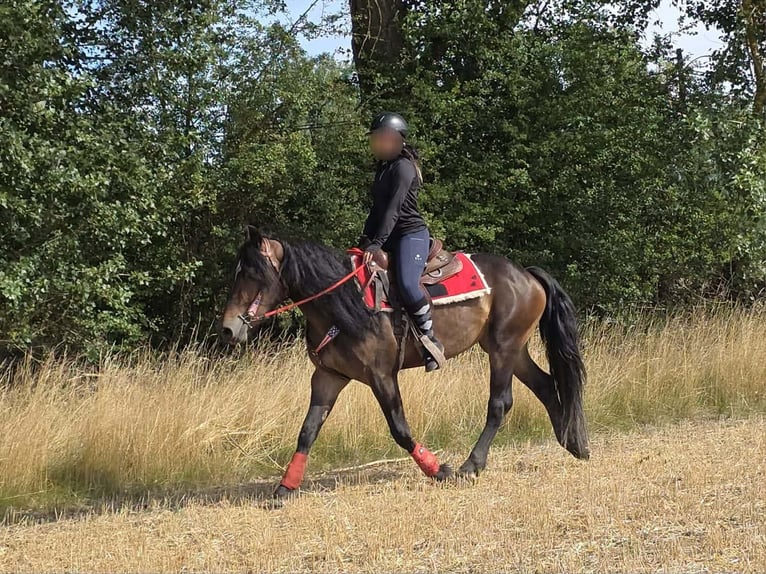 Otras razas Yegua 3 años 152 cm Castaño in Linkenbach