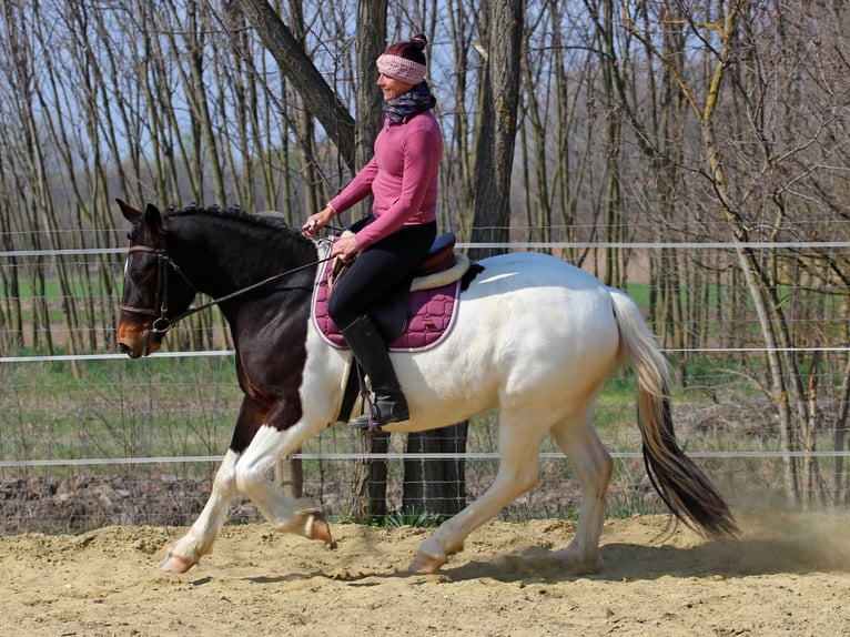 Otras razas Yegua 3 años 155 cm Pío in Pér
