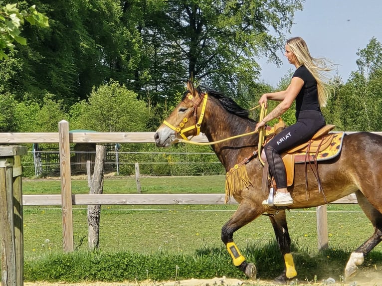 Otras razas Yegua 3 años 158 cm Castaño in Linkenbach