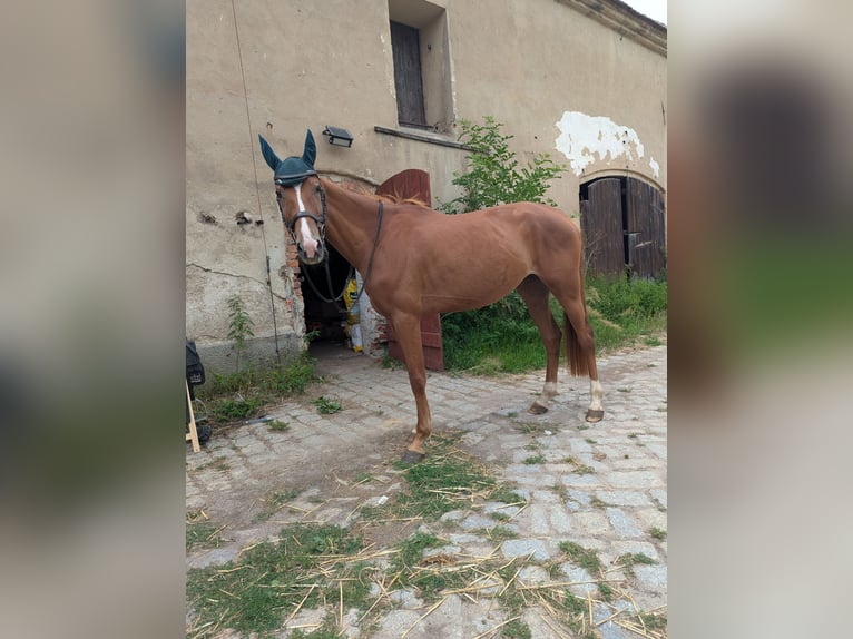 Otras razas Yegua 3 años 160 cm Alazán in Legnica