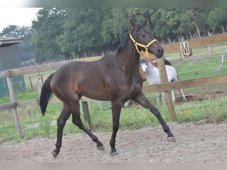 Otras razas Yegua 3 años 162 cm Castaño oscuro in Achtmaal