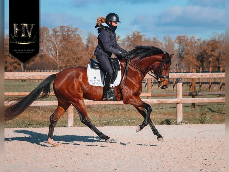 Otras razas Yegua 3 años 163 cm Castaño in Marly-sous-Issy