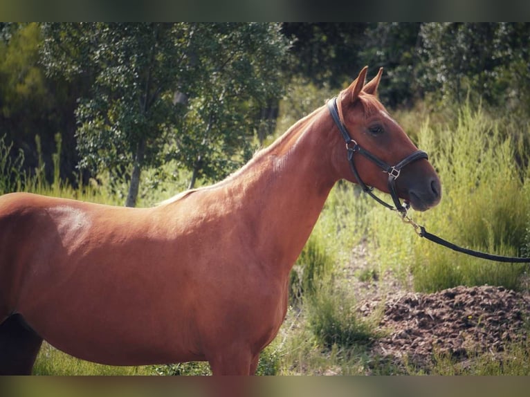 Otras razas Yegua 3 años 165 cm Alazán in Mornas