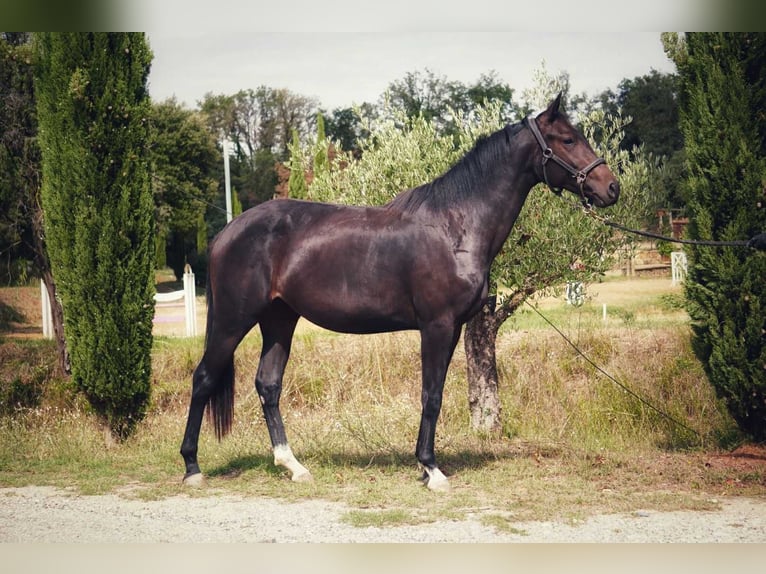 Otras razas Yegua 3 años 165 cm Castaño oscuro in Mornas
