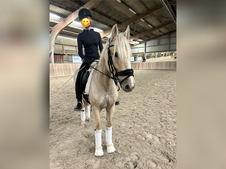 Otras razas Yegua 4 años 147 cm Palomino in Bruchk&#xF6;bel