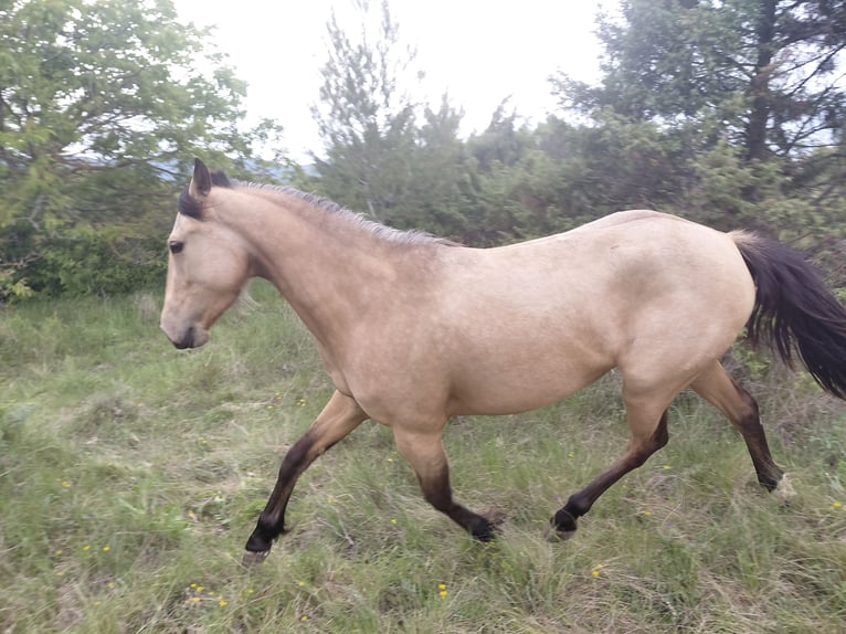 Otras razas Yegua 4 años 148 cm Bayo in La Motte-d'Aigues