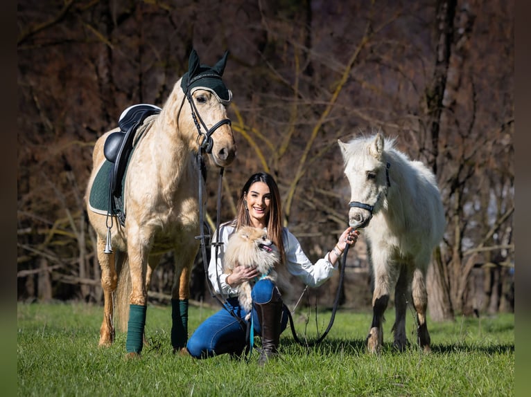 Otras razas Yegua 4 años 148 cm Palomino in Boccaleone