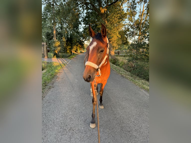 Otras razas Yegua 4 años 149 cm Castaño in Wechelderzande
