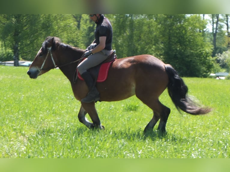 Otras razas Mestizo Yegua 4 años 152 cm Castaño in Buttstädt