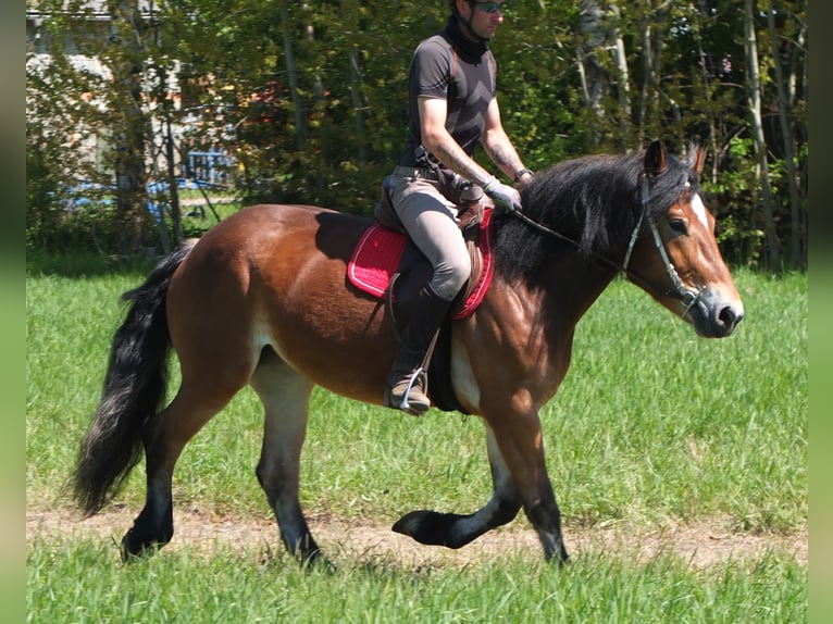 Otras razas Mestizo Yegua 4 años 152 cm Castaño in Buttstädt