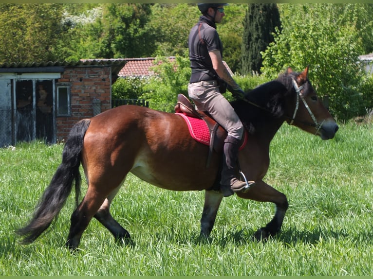 Otras razas Mestizo Yegua 4 años 152 cm Castaño in Buttstädt