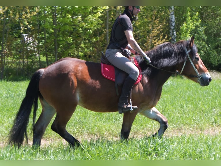 Otras razas Mestizo Yegua 4 años 152 cm Castaño in Buttstädt