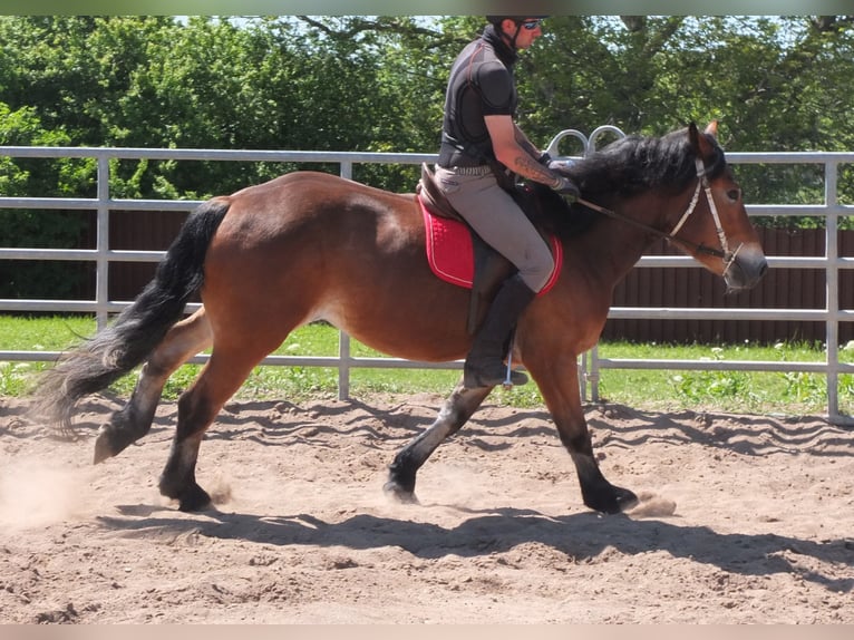 Otras razas Mestizo Yegua 4 años 152 cm Castaño in Buttstädt