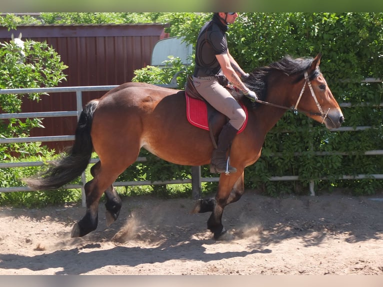 Otras razas Mestizo Yegua 4 años 152 cm Castaño in Buttstädt