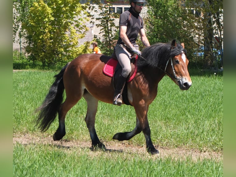Otras razas Mestizo Yegua 4 años 152 cm Castaño in Buttstädt