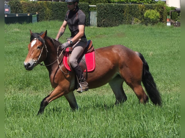 Otras razas Mestizo Yegua 4 años 152 cm Castaño in Buttstädt