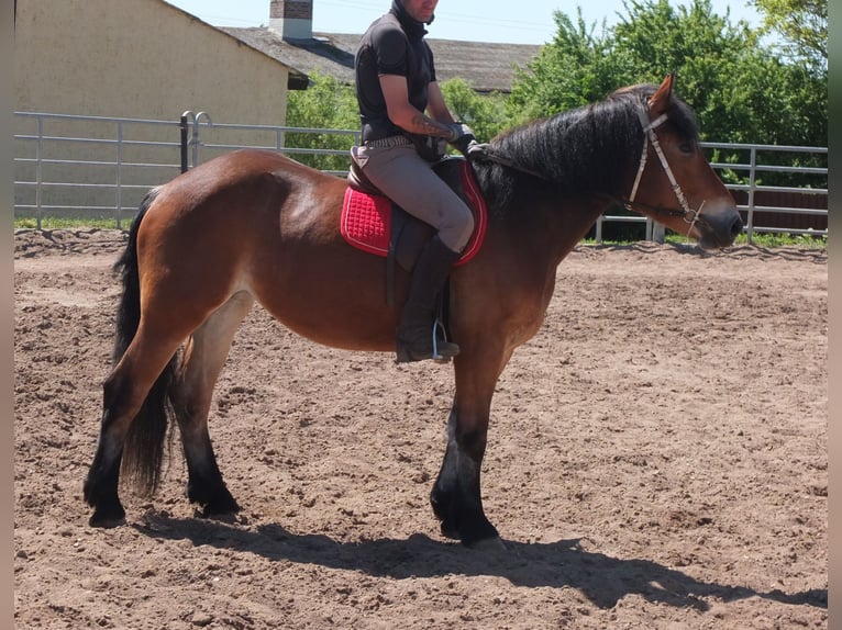 Otras razas Mestizo Yegua 4 años 152 cm Castaño in Buttstädt