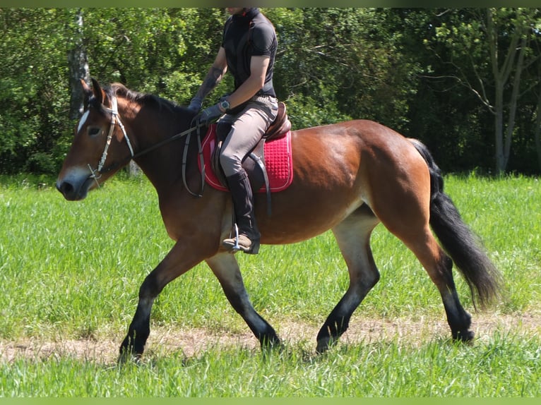 Otras razas Mestizo Yegua 4 años 152 cm Castaño in Buttstädt
