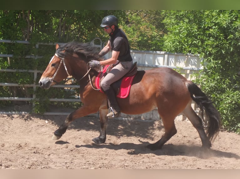Otras razas Mestizo Yegua 4 años 152 cm Castaño in Buttstädt