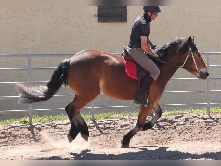 Otras razas Mestizo Yegua 4 años 152 cm Castaño in Buttstädt