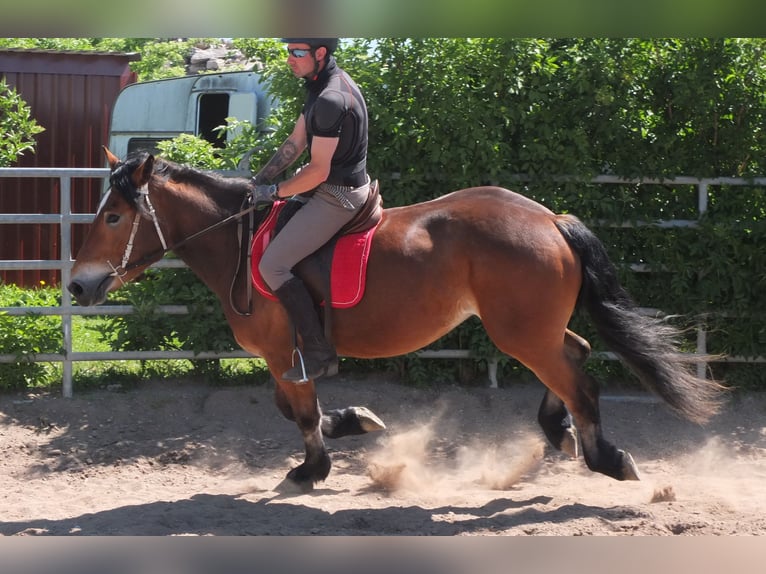 Otras razas Mestizo Yegua 4 años 152 cm Castaño in Buttstädt