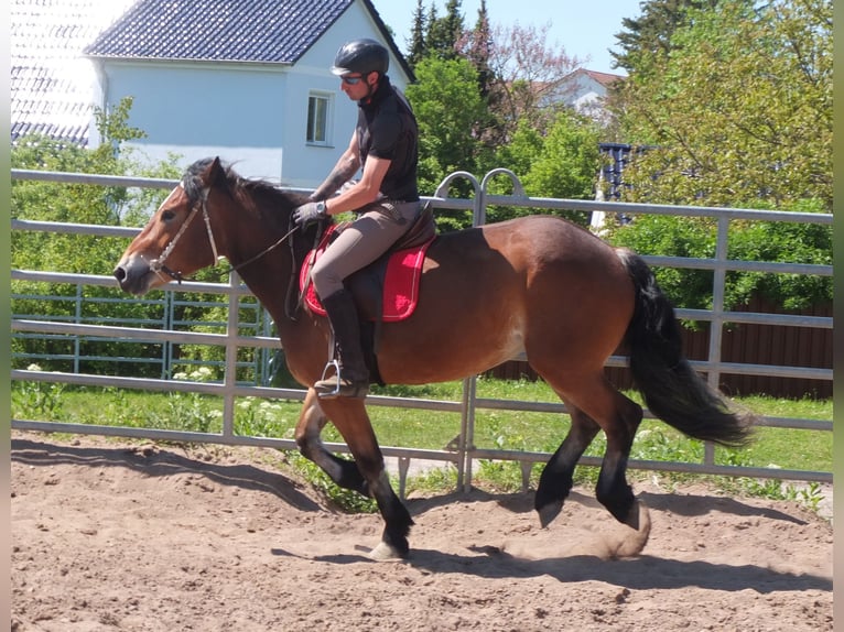Otras razas Mestizo Yegua 4 años 152 cm Castaño in Buttstädt