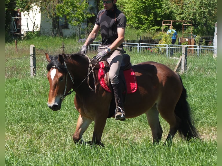 Otras razas Mestizo Yegua 4 años 152 cm Castaño in Buttstädt