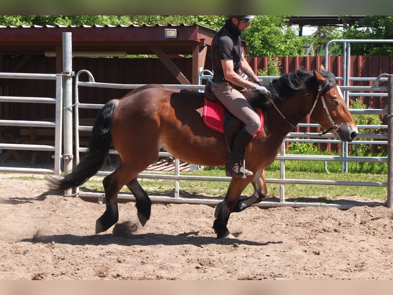 Otras razas Mestizo Yegua 4 años 152 cm Castaño in Buttstädt