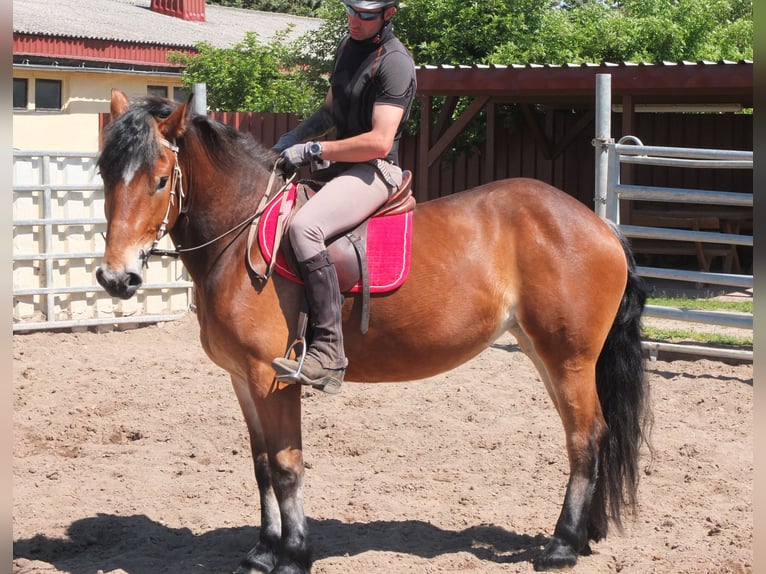 Otras razas Mestizo Yegua 4 años 152 cm Castaño in Buttstädt