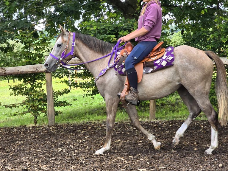 Otras razas Yegua 4 años 152 cm Musgo marrón in Linkenbach