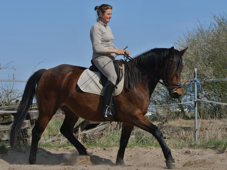 Otras razas Mestizo Yegua 4 años 153 cm Castaño in Kremmen