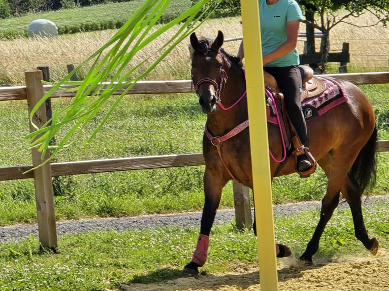 Otras razas Mestizo Yegua 4 años 154 cm Castaño in Linkenbach