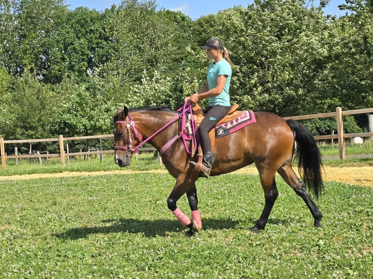 Otras razas Mestizo Yegua 4 años 154 cm Castaño in Linkenbach