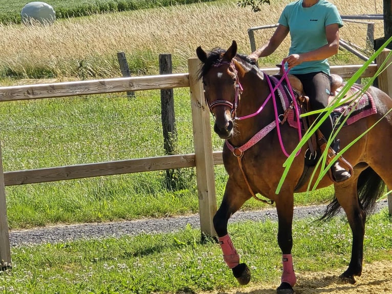Otras razas Mestizo Yegua 4 años 154 cm Castaño in Linkenbach
