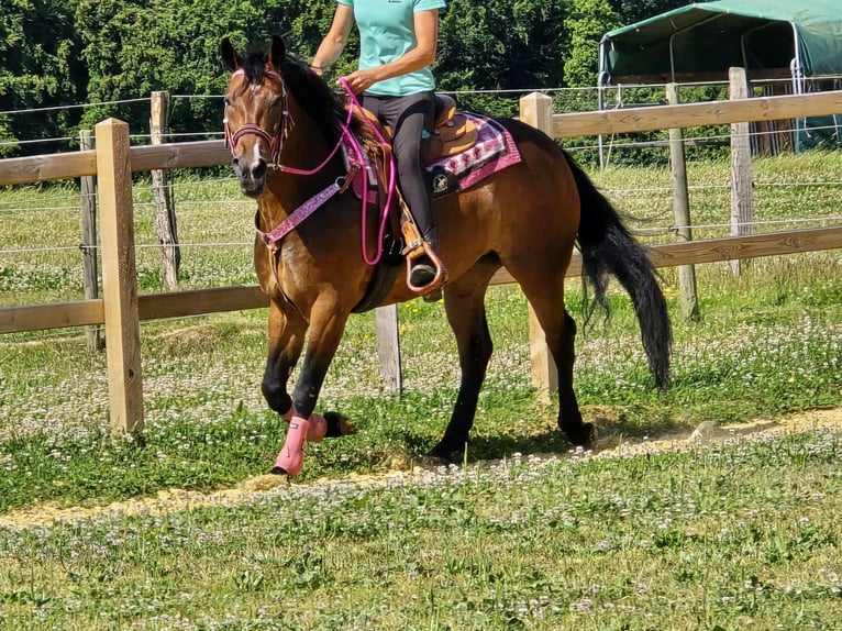 Otras razas Mestizo Yegua 4 años 154 cm Castaño in Linkenbach