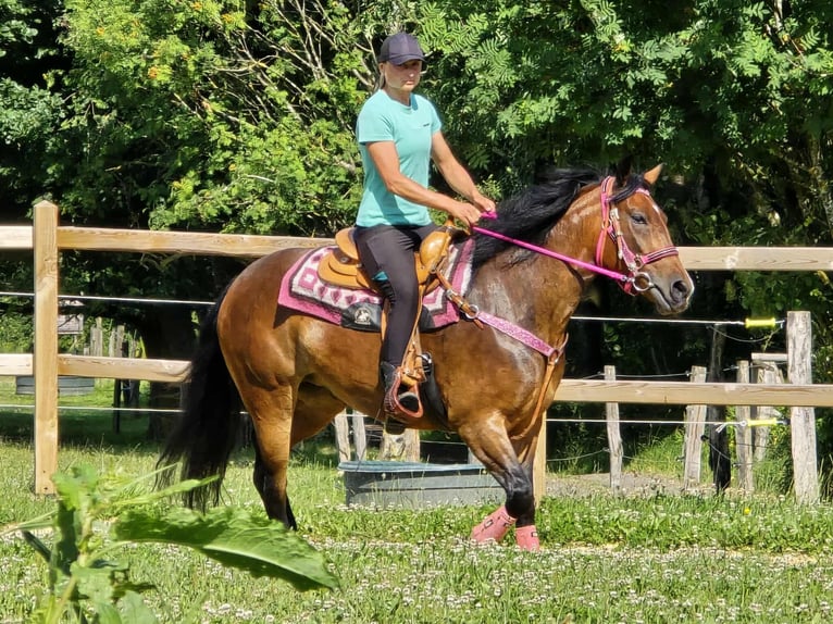 Otras razas Mestizo Yegua 4 años 154 cm Castaño in Linkenbach