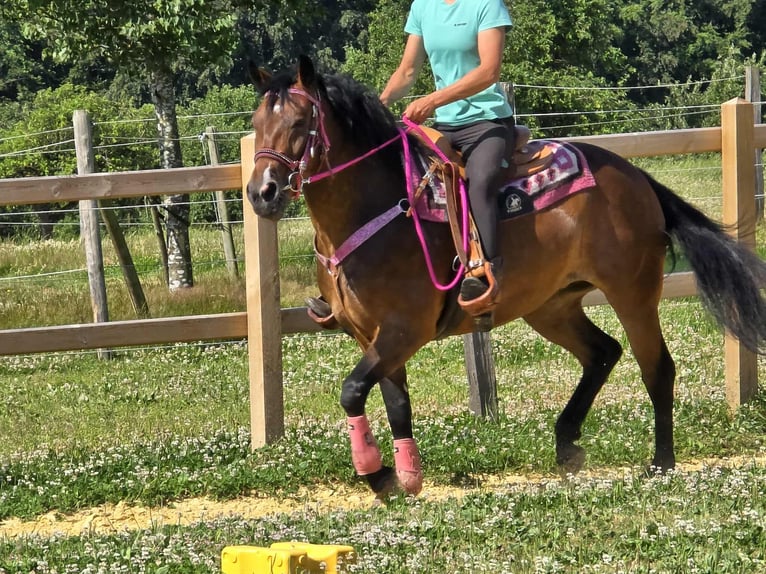 Otras razas Mestizo Yegua 4 años 154 cm Castaño in Linkenbach