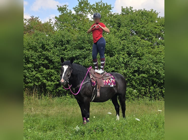 Otras razas Yegua 4 años 154 cm Negro in Linkenbach