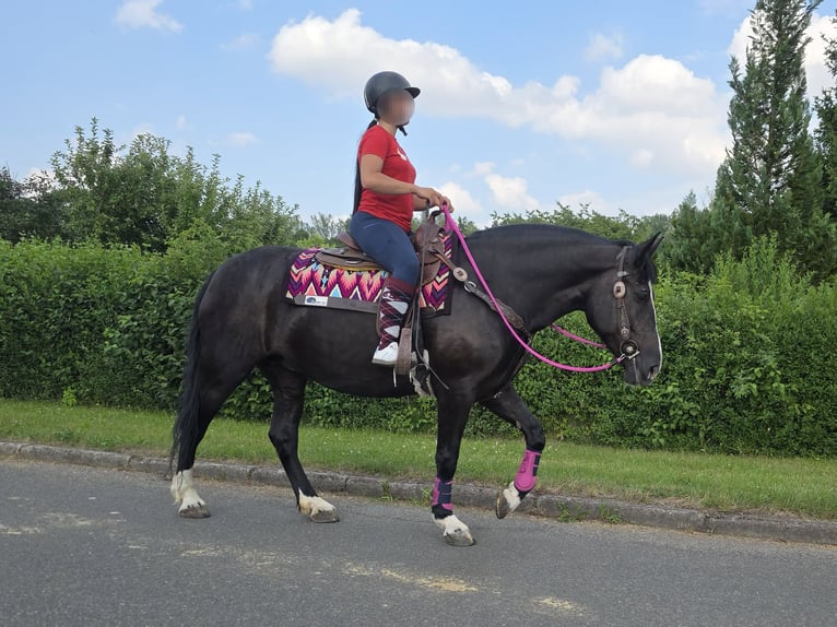 Otras razas Yegua 4 años 154 cm Negro in Linkenbach