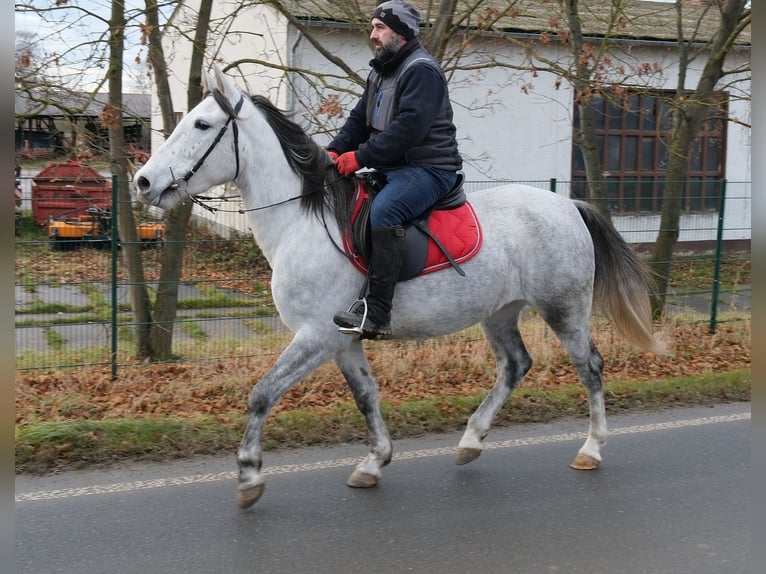 Otras razas Yegua 4 años 154 cm Tordo rodado in Ellersleben