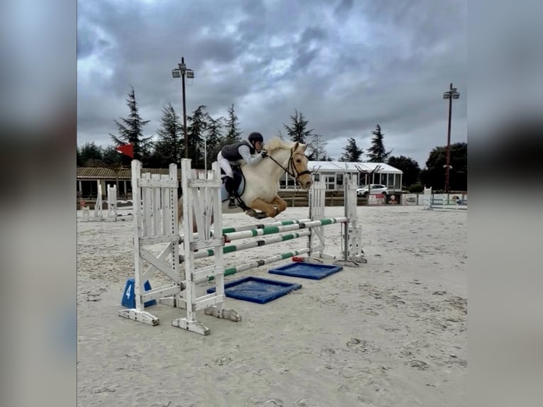 Otras razas Mestizo Yegua 4 años 155 cm Palomino in Puyméras