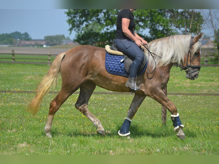 Otras razas Yegua 4 años 157 cm Palomino in Breda